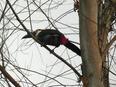 Andigena nigrirostris