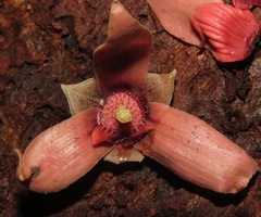 Duguetia flagellaris