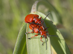 Lilioceris faldermanni