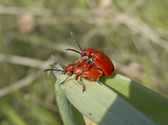 Lilioceris faldermanni