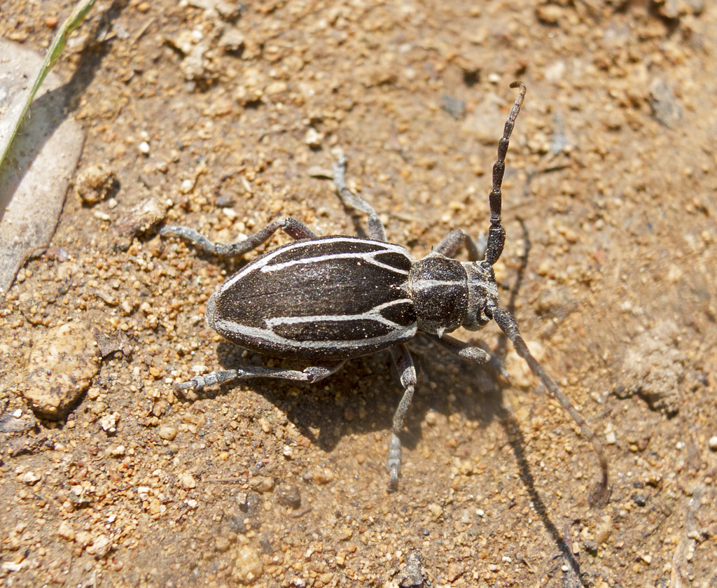 Neodorcadion exornatum