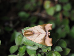 Carea parangulata