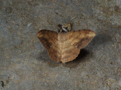 Luxiaria amasa