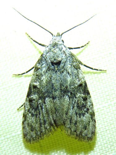 Ashy Meganola Moth photo 4
