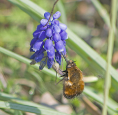 Bombylius