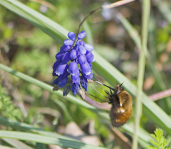 Bombylius