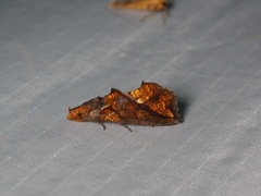Plusiodonta coelonota