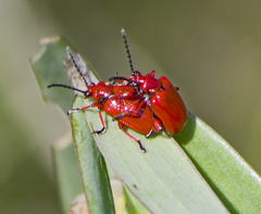 Lilioceris faldermanni