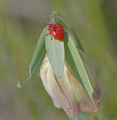 Lilioceris faldermanni