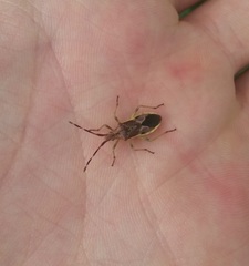 Gonocerus juniperi