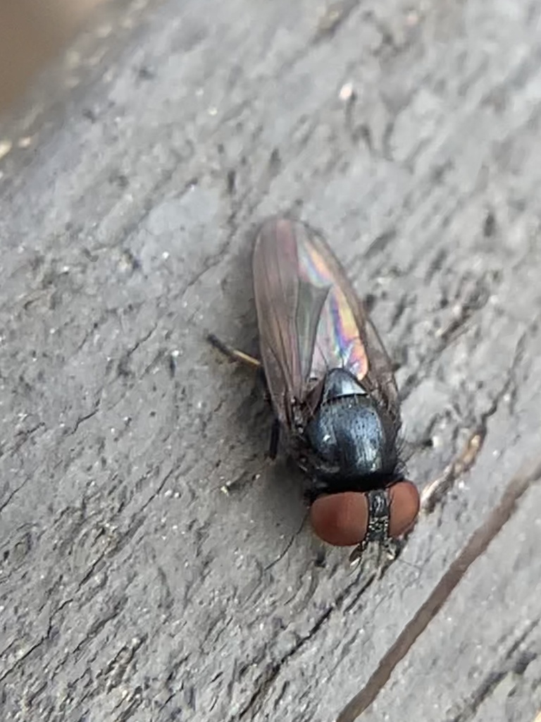 Dasiops vibrissatus