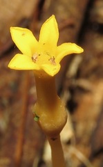 Voyria