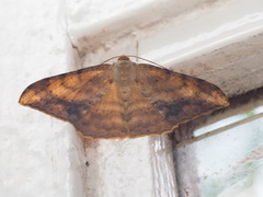 Luxiaria amasa