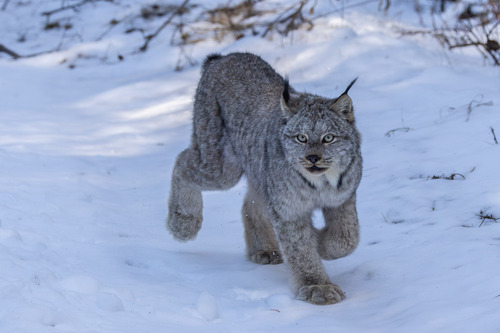 Canada Lynx, Lake County, US-MN, US, photo 10 of 10