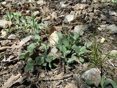 Antennaria parlinii