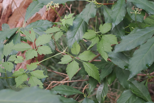 Causonis clematidea, photograph 1