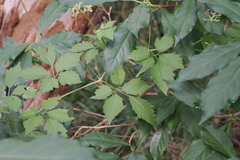 Causonis clematidea, photograph Lucas Christofides, CC BY, iNaturalist via GBIF