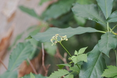 Causonis clematidea