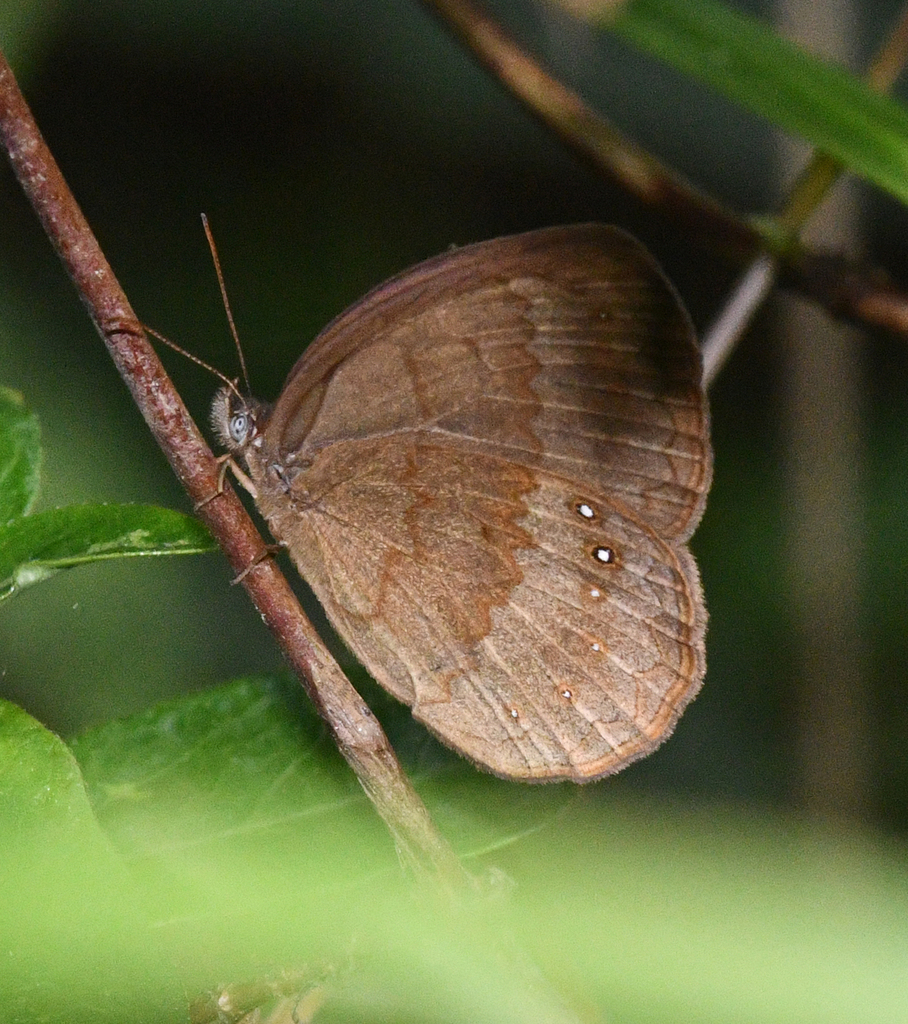 Taydebis peculiaris