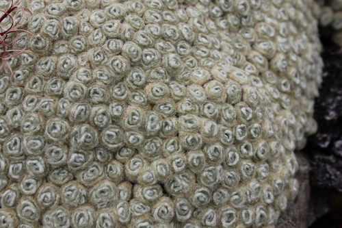 Image of Haastia minor by (c) Stella Fish, some rights reserved (CC BY)
