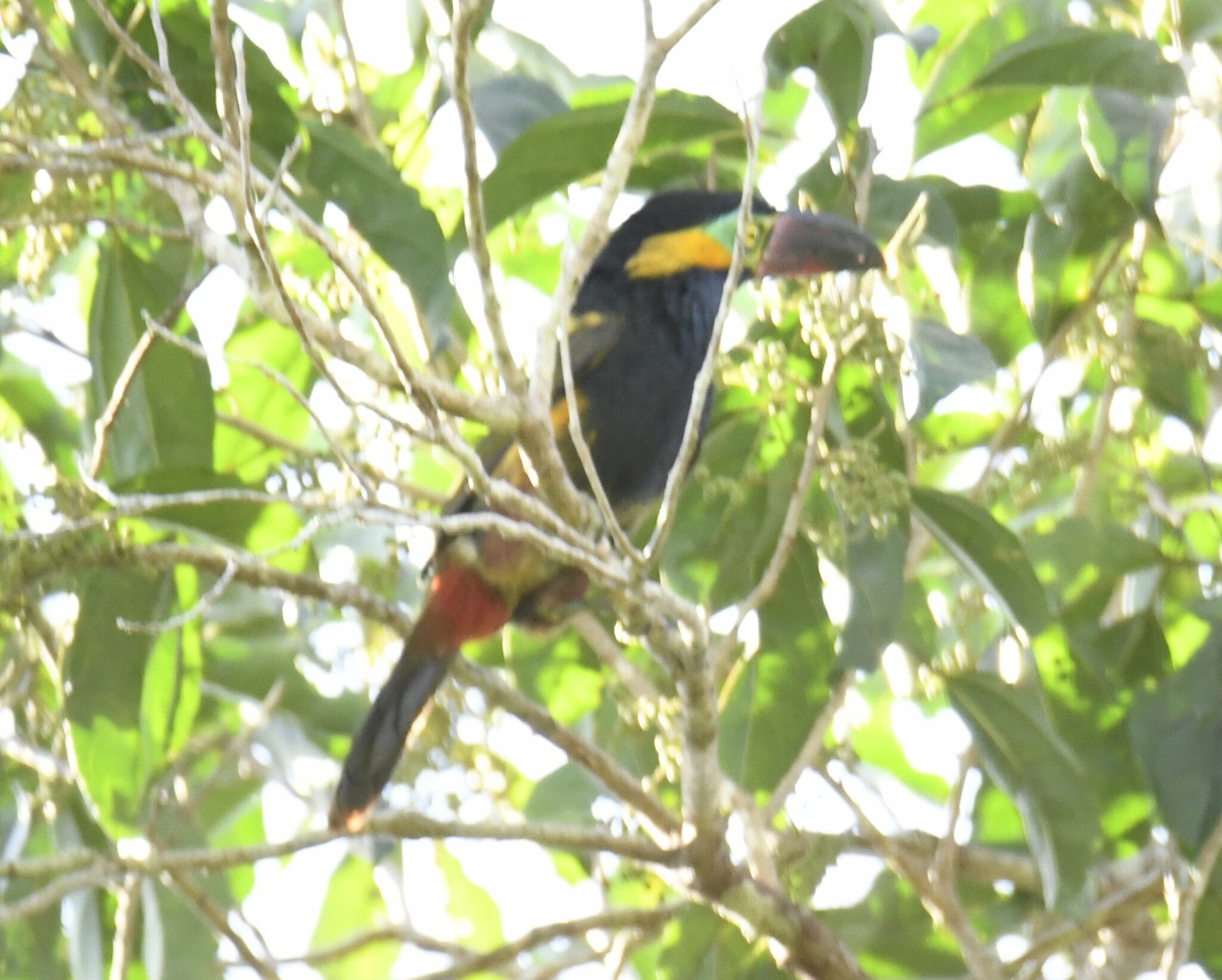Golden-collared Toucanet (Selenidera reinwardtii), photo 9