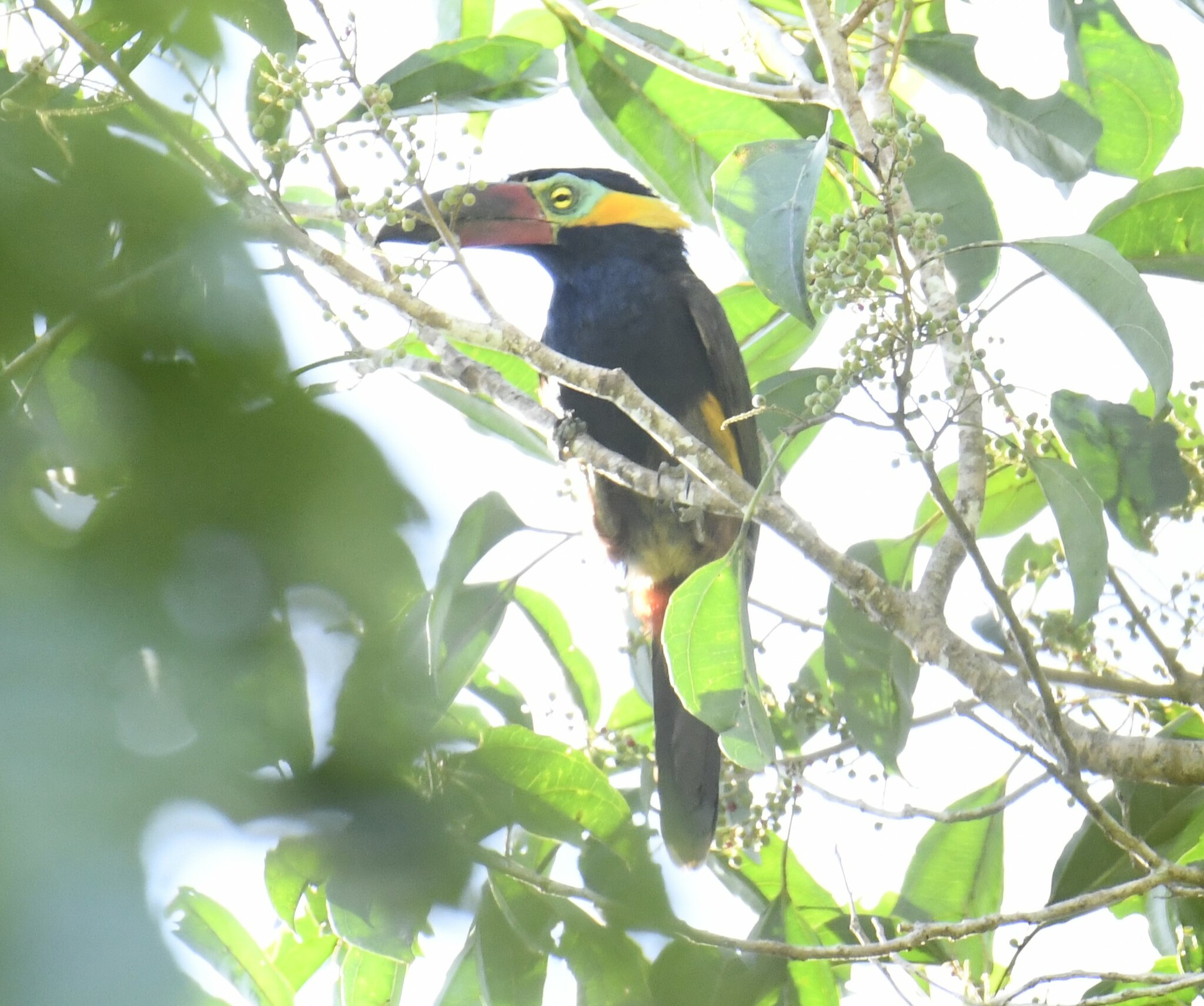 Golden-collared Toucanet (Selenidera reinwardtii), photo 7