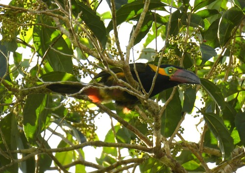 Golden-collared Toucanet (Selenidera reinwardtii), photo 7