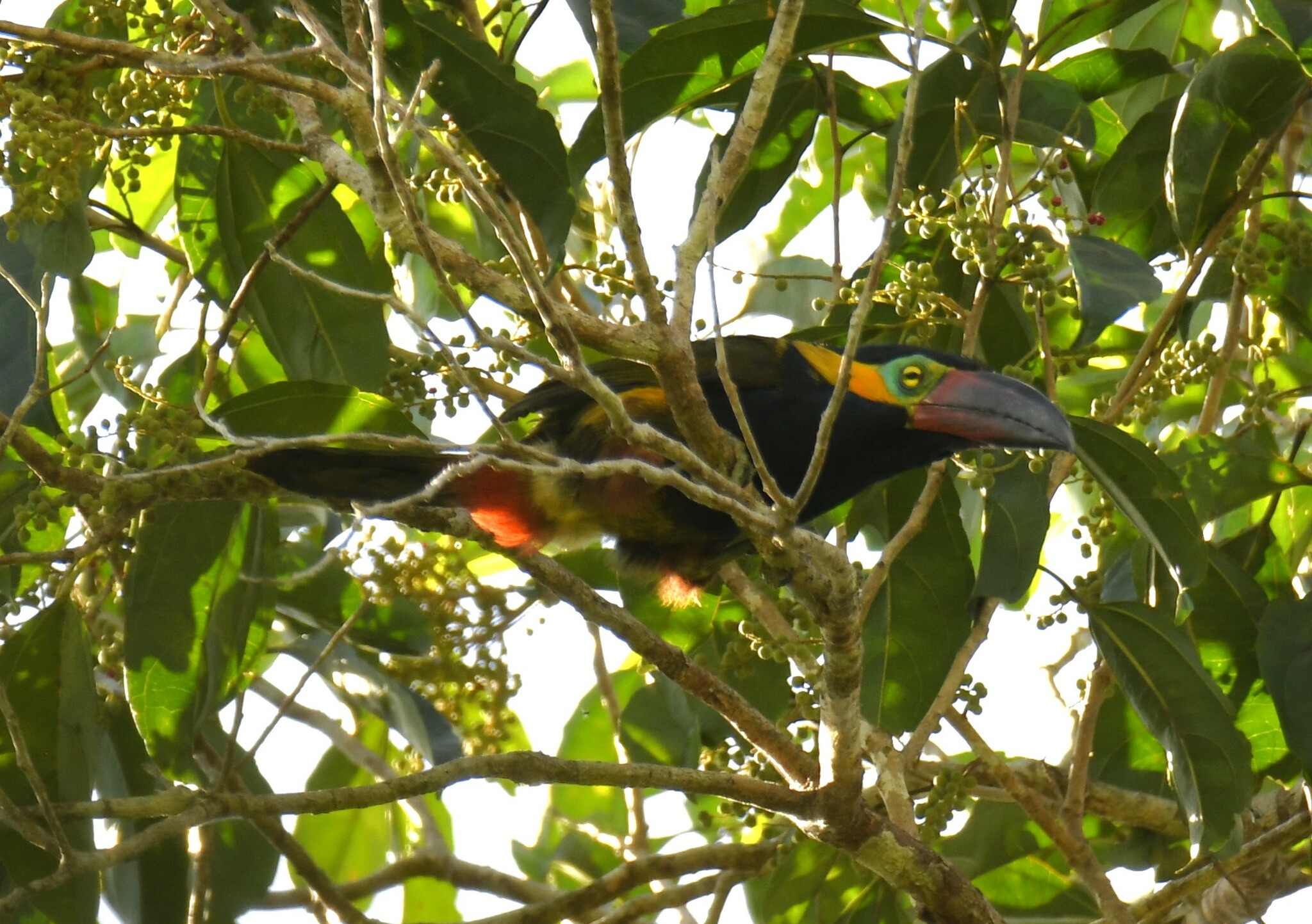 Golden-collared Toucanet (Selenidera reinwardtii), photo 6