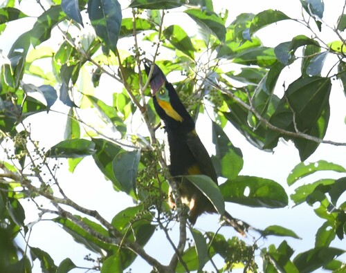 Golden-collared Toucanet (Selenidera reinwardtii), photo 9