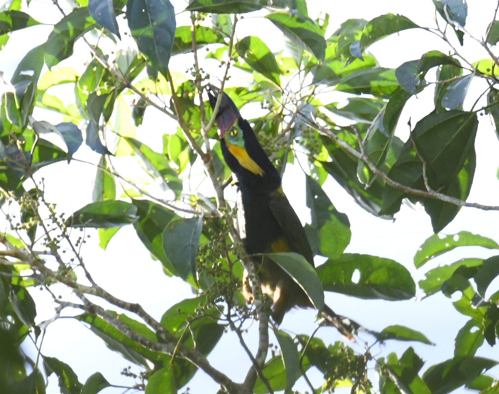 Golden-collared Toucanet (Selenidera reinwardtii), photo 8