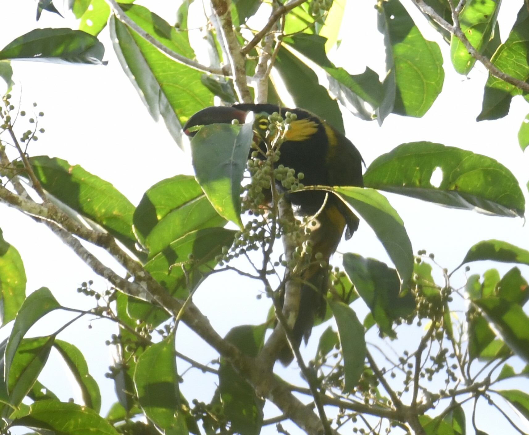 Golden-collared Toucanet (Selenidera reinwardtii), photo 10