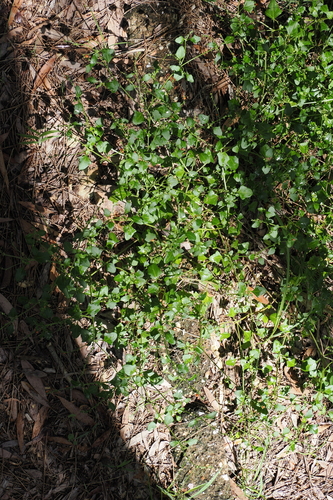 Image of Chenopodium robertianum by (c) Lucas Christofides, some rights reserved (CC BY)