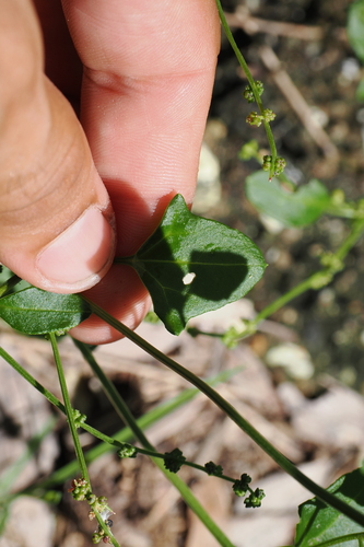 Image of Chenopodium robertianum by (c) Lucas Christofides, some rights reserved (CC BY)
