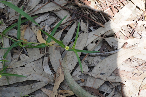 Image of Eclipta platyglossa by (c) Lucas Christofides, some rights reserved (CC BY)