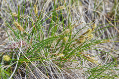 Carex filifolia
