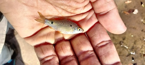 Barb (Pethia ticto) — Cyprinidae — 3