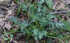 Geum vernum