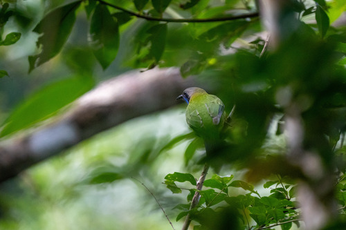 Orange-bellied Leafbird (Chloropsis hardwickii), photo 8