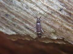 Pogonognathellus nigritus