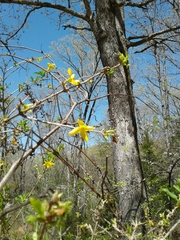 Forsythia × intermedia