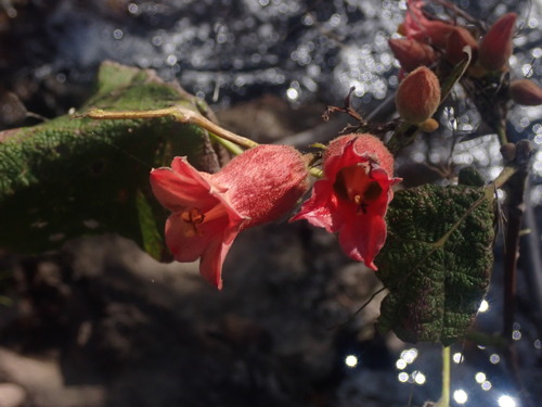 Brachychiton vitifolius (F.M.Bailey) Guymer 2