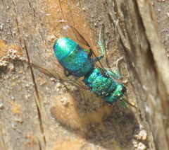 Chrysura