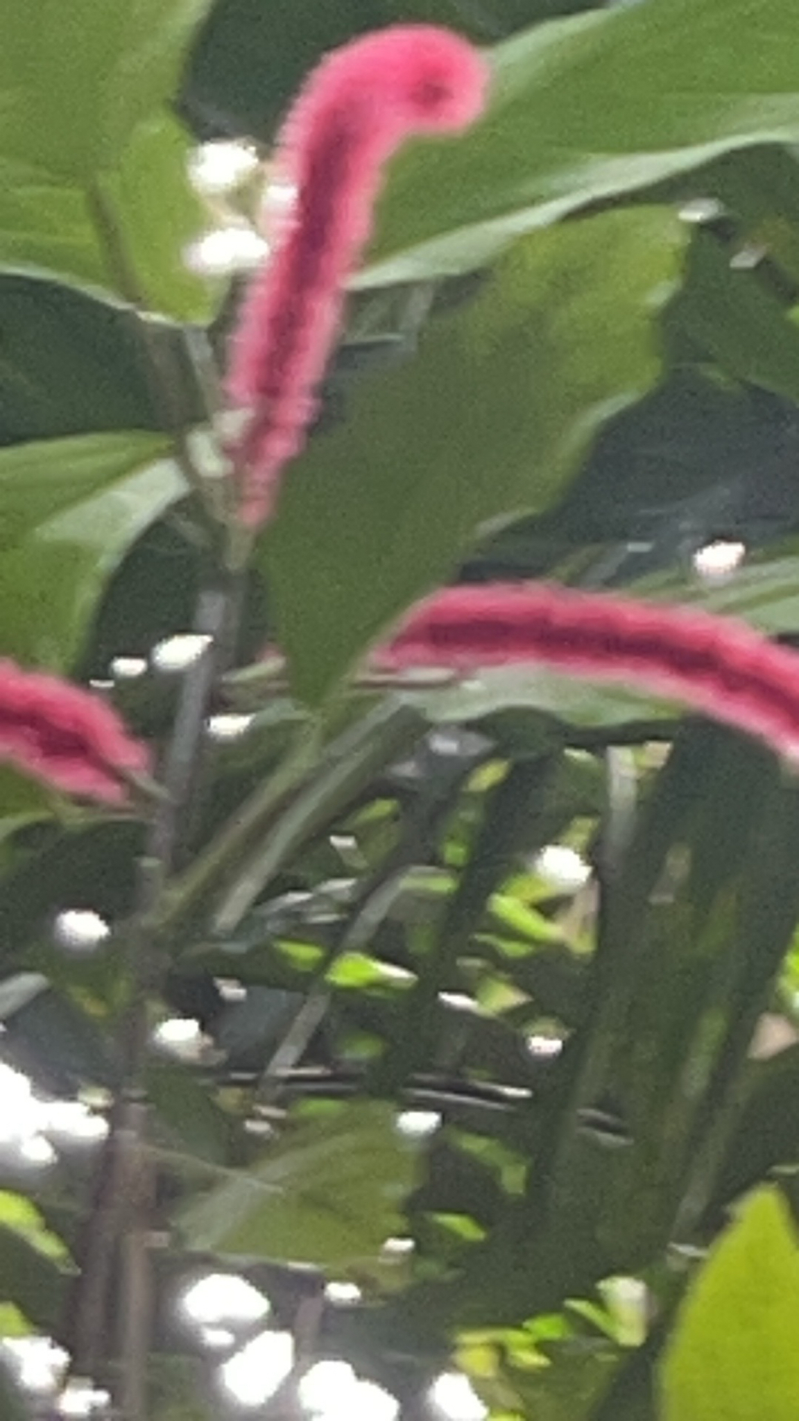Imagem de Rabo-de-gato