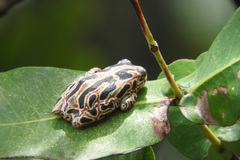 Hyperolius viridiflavus