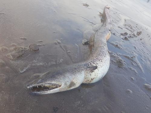 Pacific Spoon-nose Eel