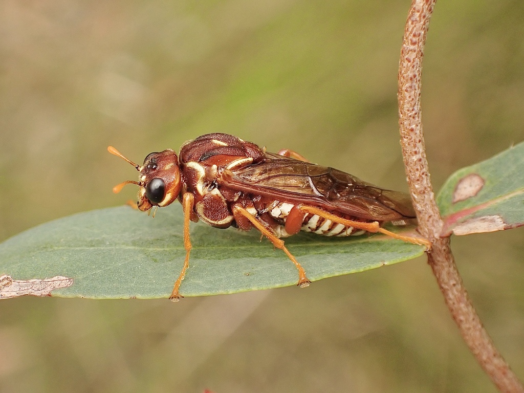 Pergagrapta bella