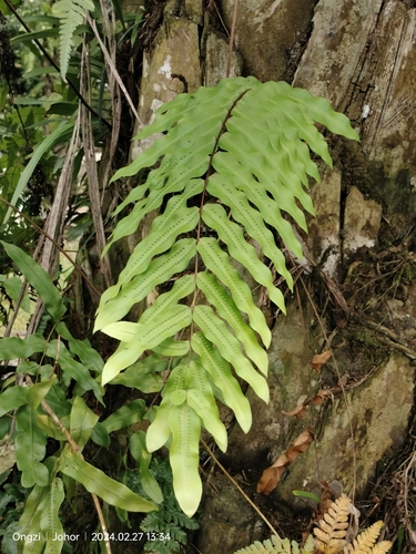 Goniophlebium percussum, photograph 6