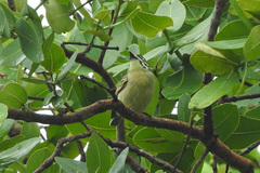 Pogoniulus chrysoconus