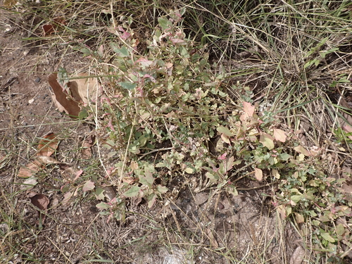 Atriplex suberecta observed 2024-02-26