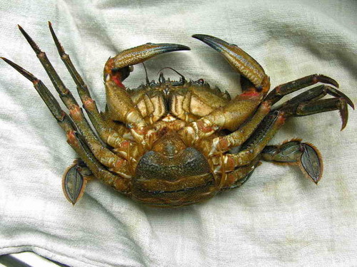 Velvet Swimming Crab, photo 8 of 10
